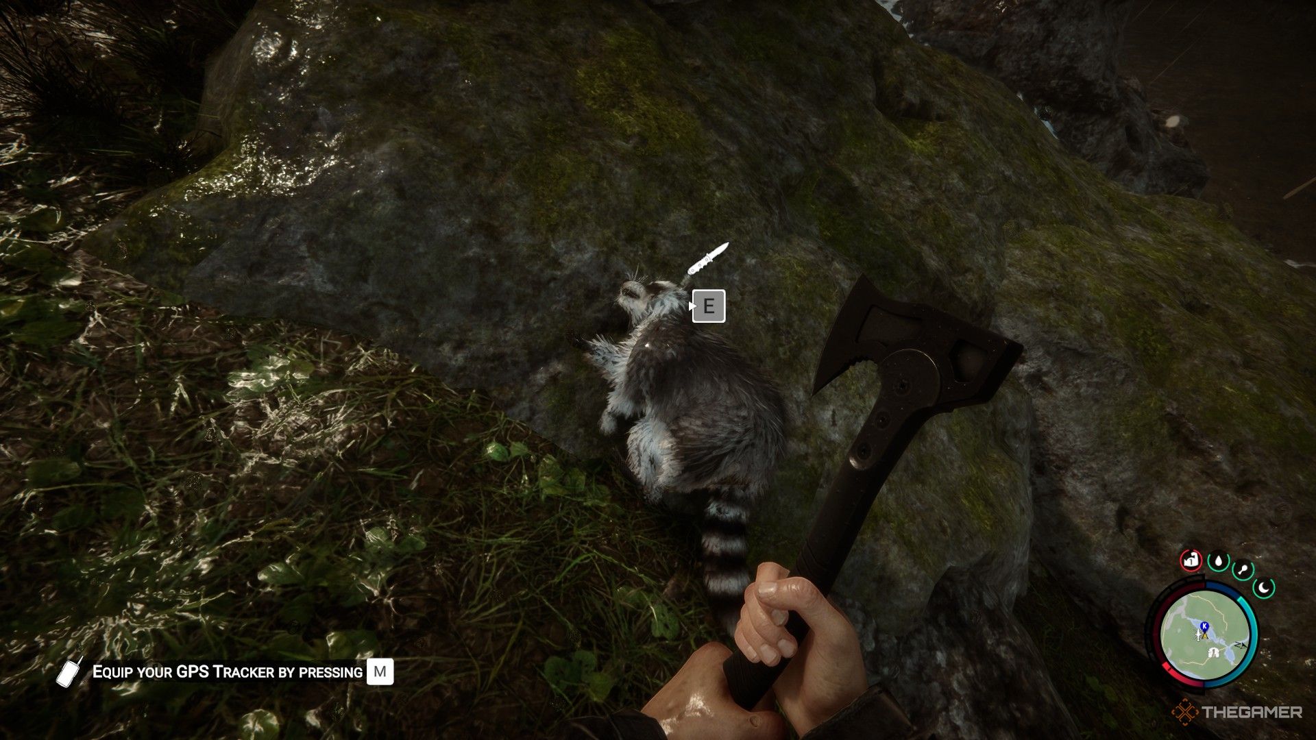 Una captura de pantalla de Sons of the Forest que muestra al personaje del jugador sosteniendo una pequeña hacha negra mientras mira un mapache muerto.  Hay un mensaje para presionar 'E' para cosechar la carne del animal.