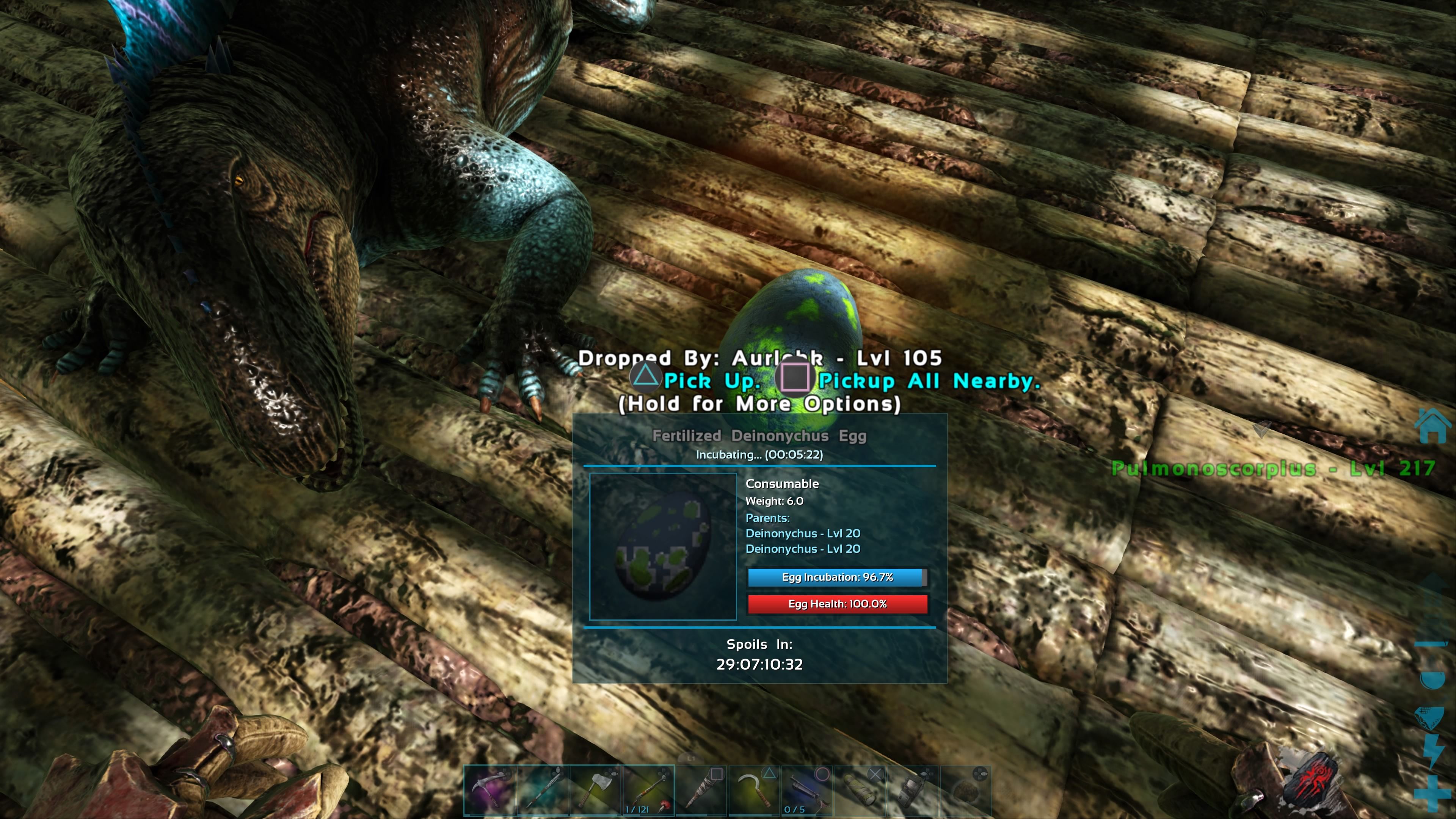 Personaje del jugador mirando un huevo fertilizado de Deinonychus incubándose junto a un Dimetrodon en Ark: Survival Evolved.