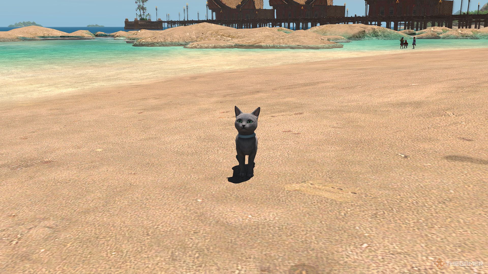 El gato de abrigo azul en la playa