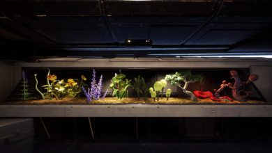 Star Wars Jedi Fallen Order Terrarium Seeds Completely Grown