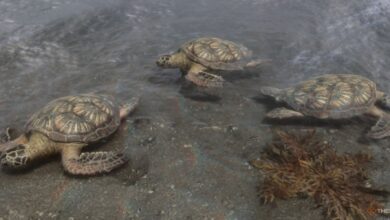 Hijos del bosque: dónde conseguir caparazones de tortuga