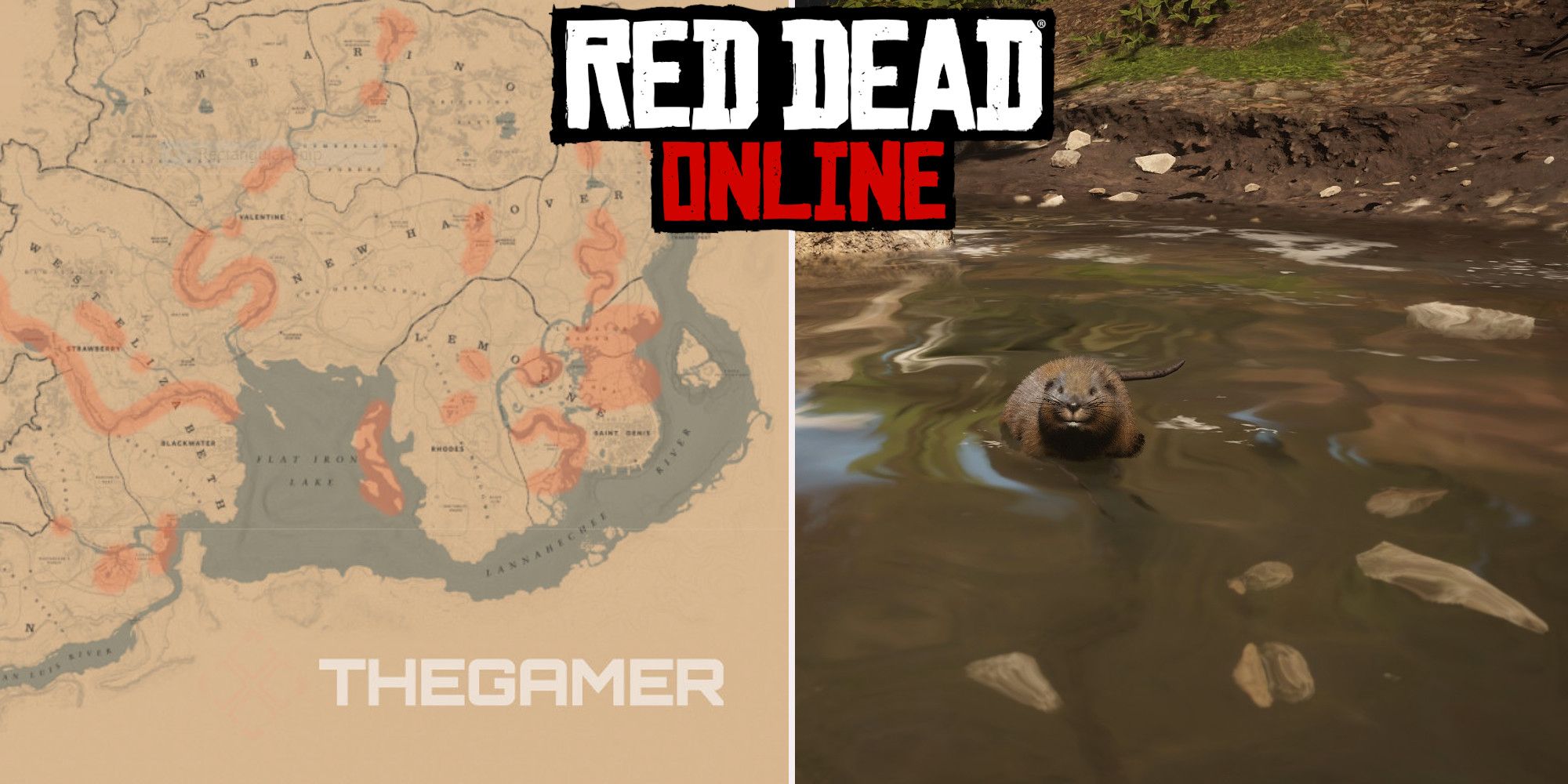 Red Dead Online: las mejores ubicaciones de caza de ratas almizcleras estadounidenses