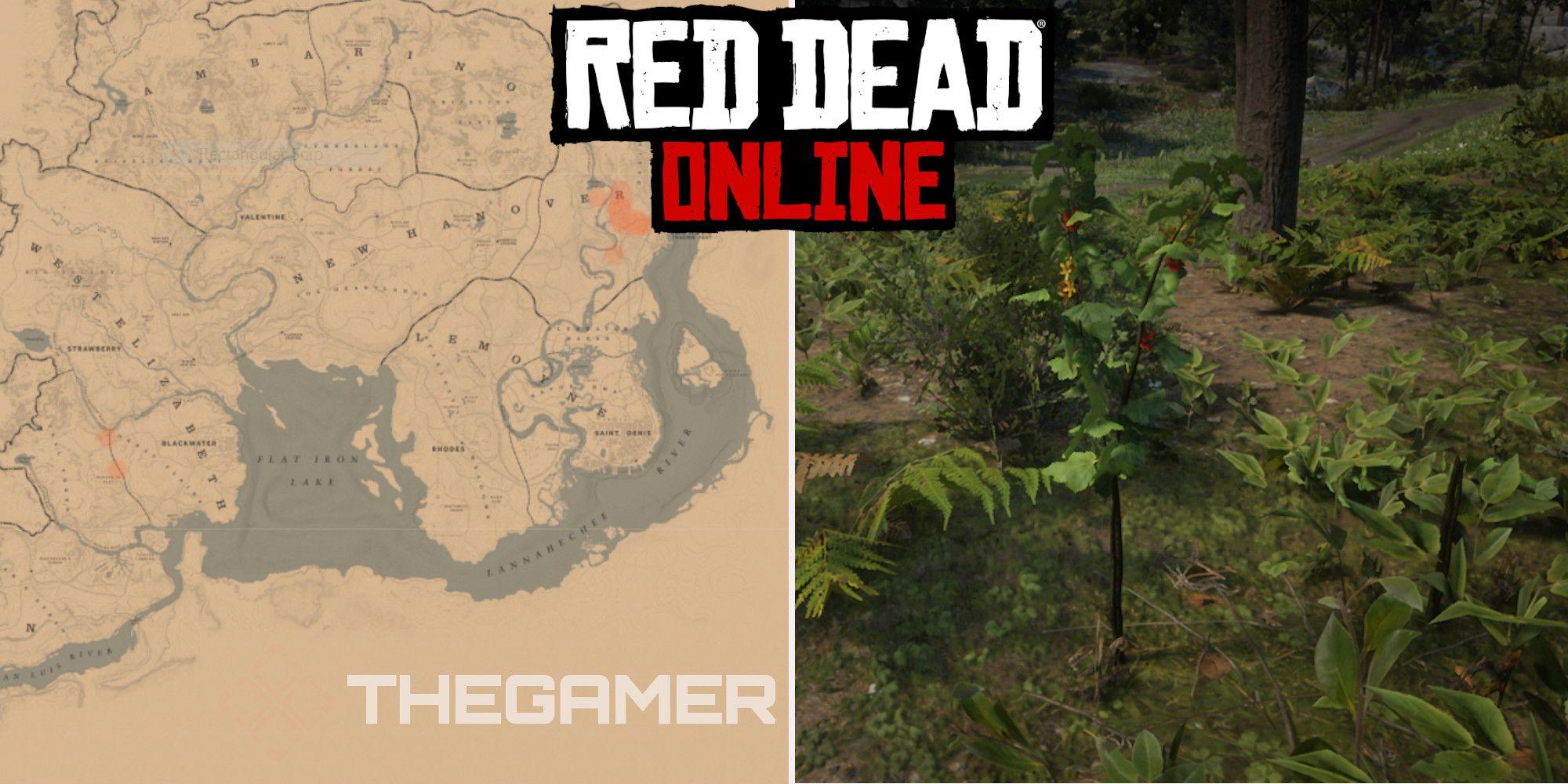 Red Dead Online: las mejores ubicaciones de recolección de grosellas doradas