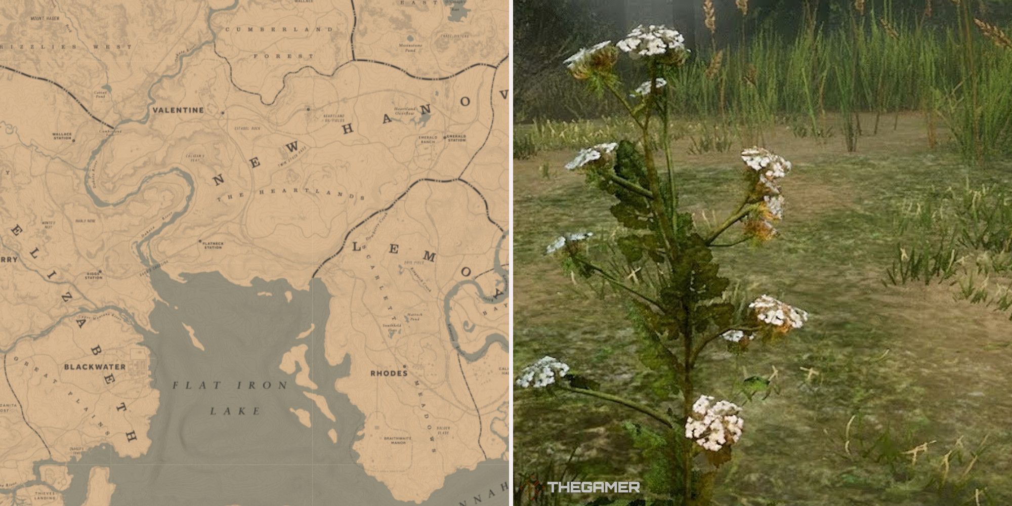 Red Dead Online: las mejores ubicaciones de zanahorias silvestres