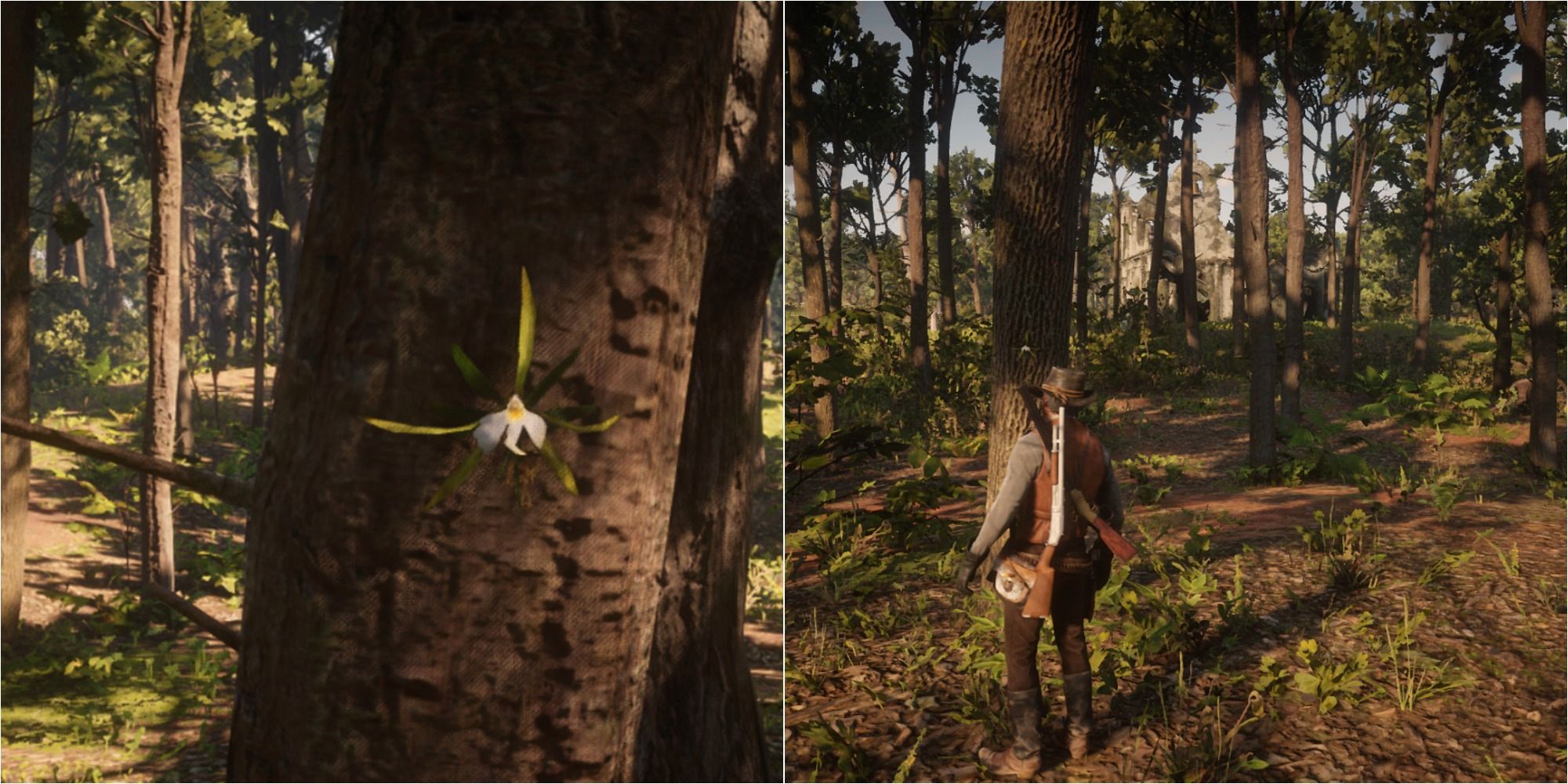 Red Dead Redemption 2: Ubicaciones de orquídeas perfumadas nocturnas